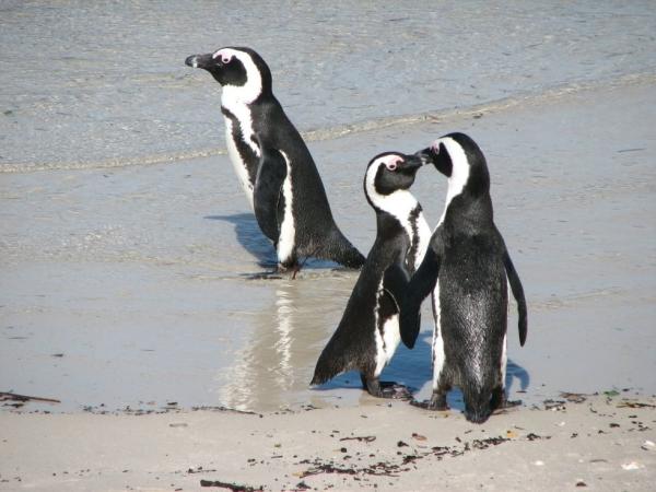 penguins