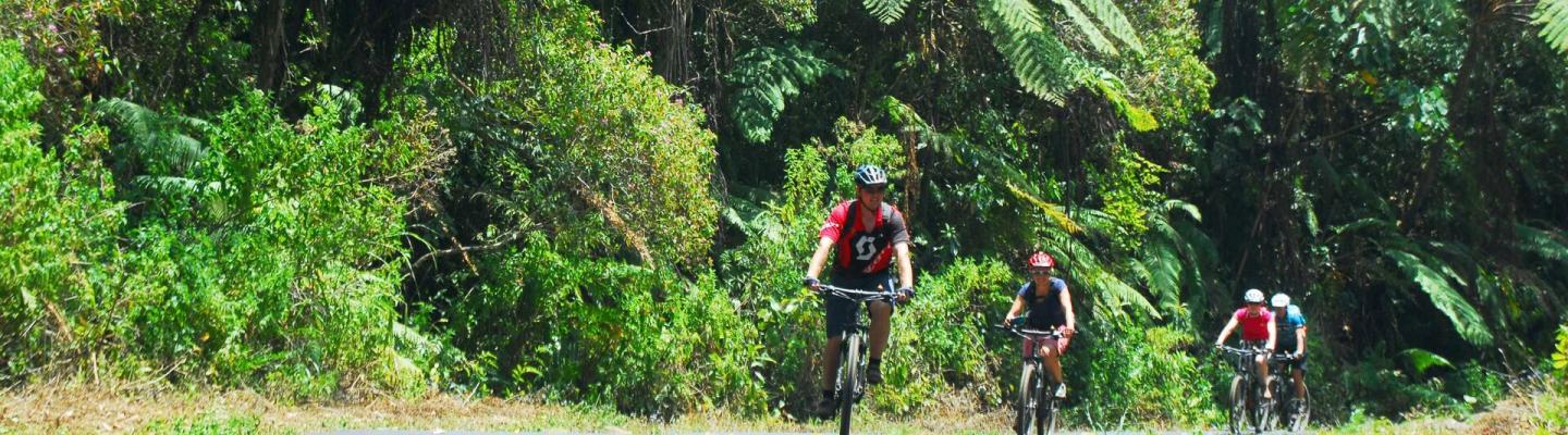 Cyclists driving through the rainforest