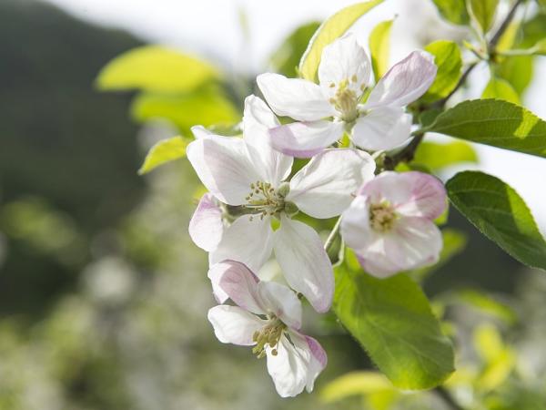 appleblossom in Meran