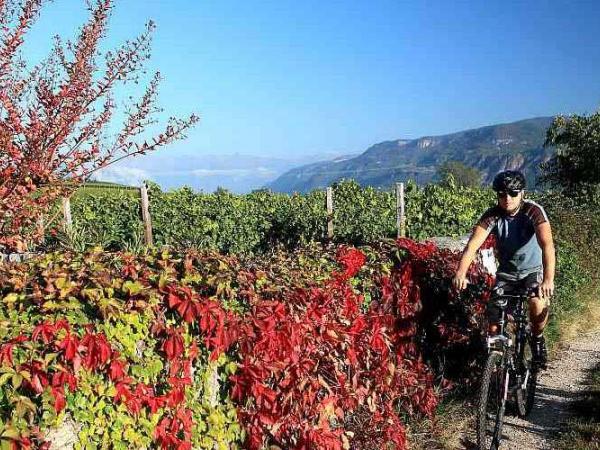 Cyclists in the vineyards