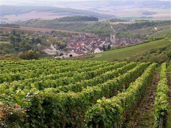 Burgundy vineyards