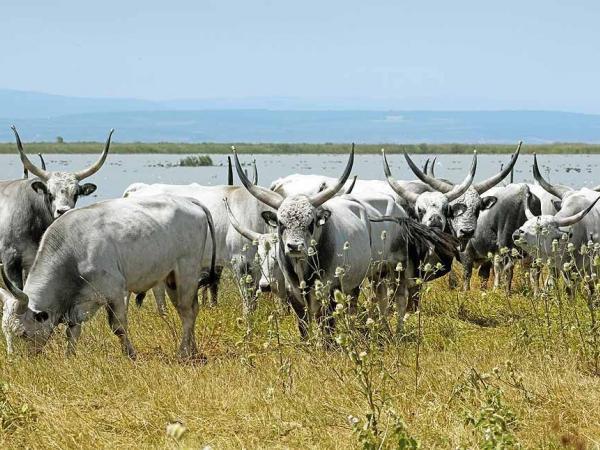 Neusiedlersee - Ungarische Steppenrinder