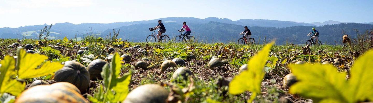 Cyclist group next to a pumpkin field