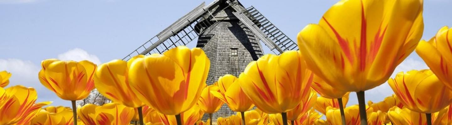 Tulips and Windmills by bike and boat