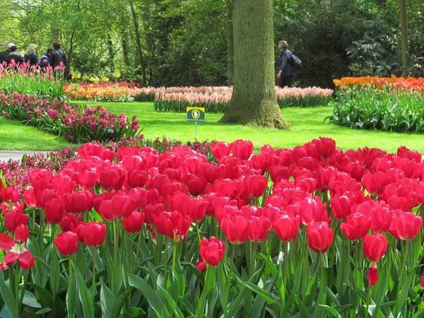 Keukenhof2