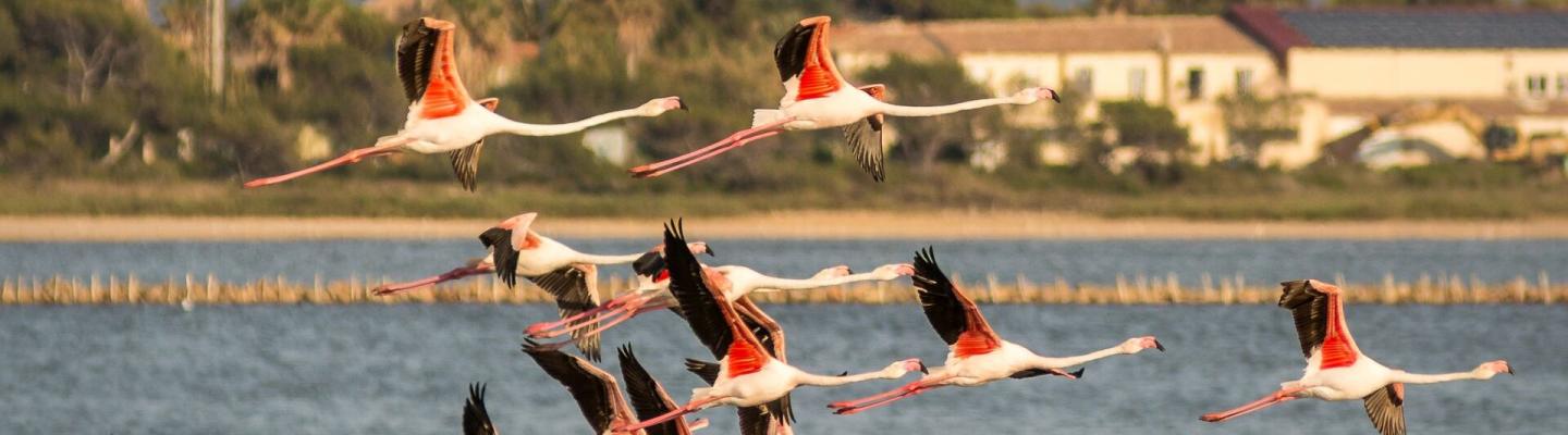 Flamingos in Hyeres