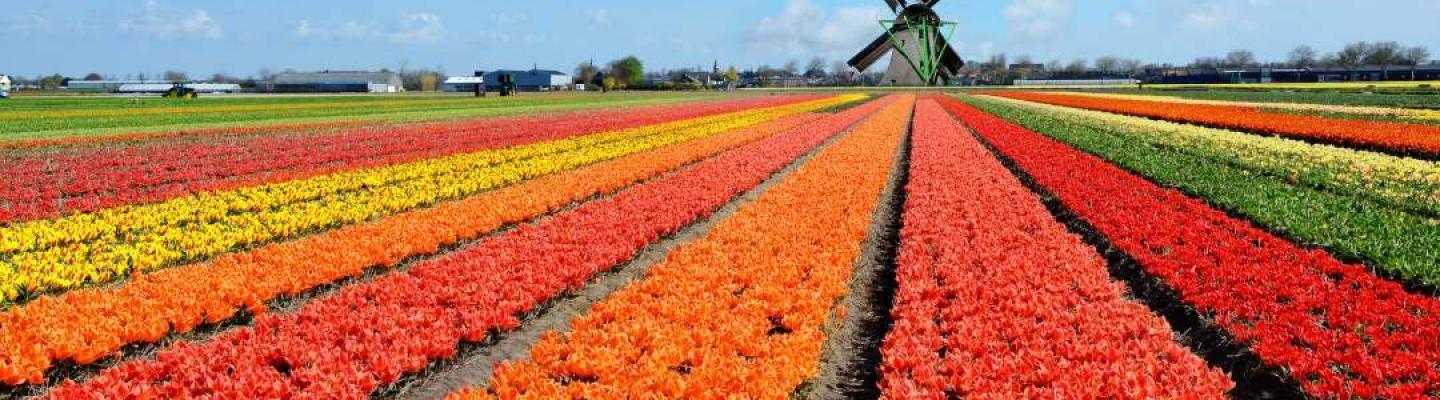 tulipfields