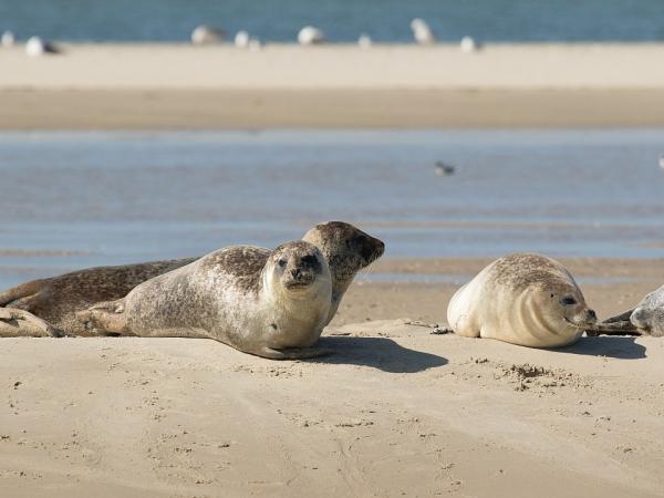 seals at Texel