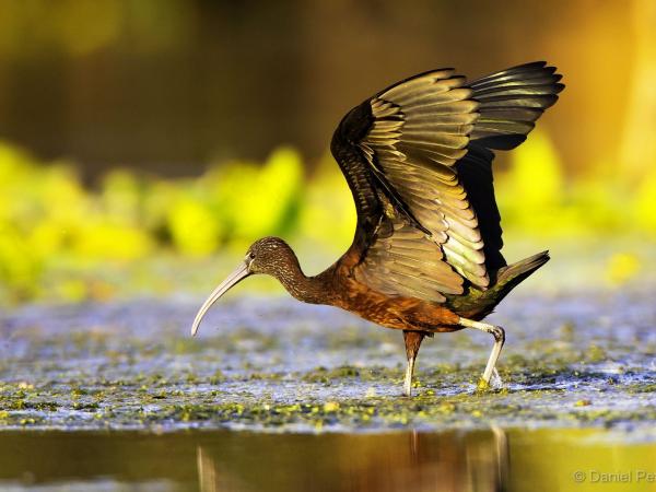 Bird in the Water