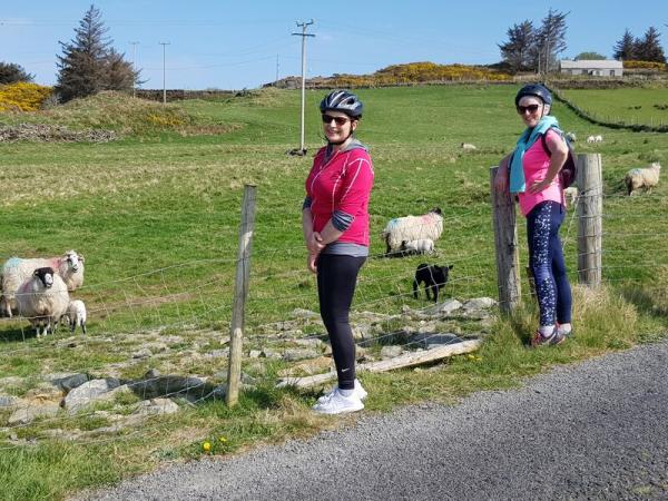 Cyclists with sheep