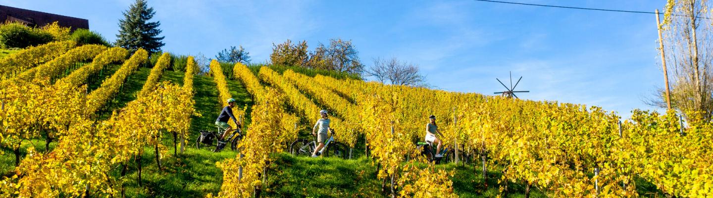 Cyclists in the styrian wine hills