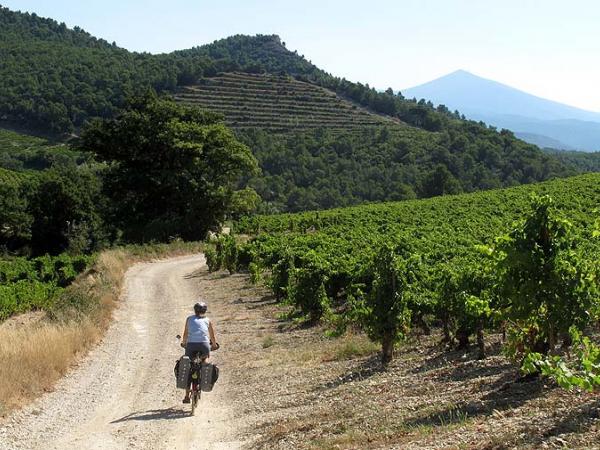 cyclist cycling through wineyards on St James way