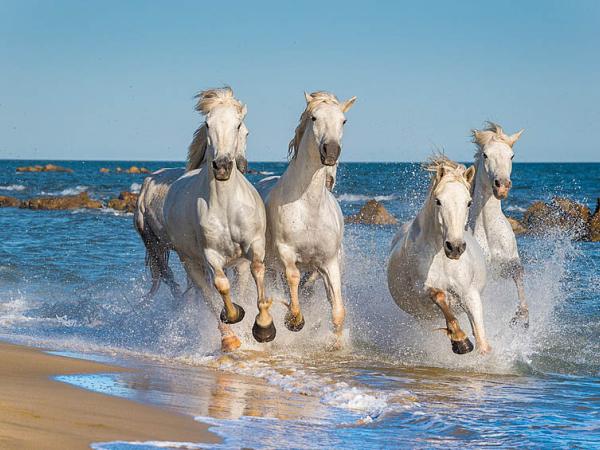 wild horses in the Camargue