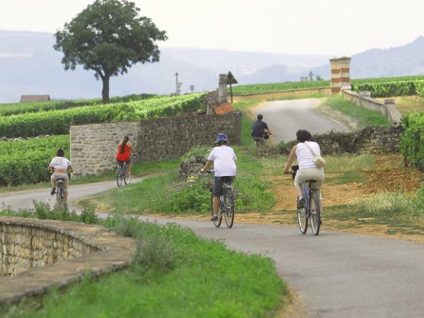 cyclists in the vineyards