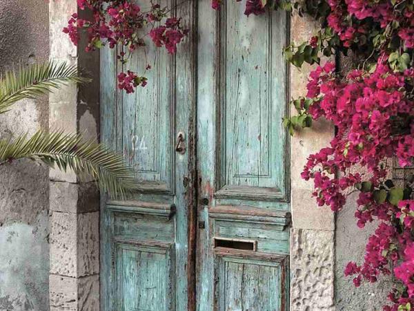 Bougainvillea Pflanze