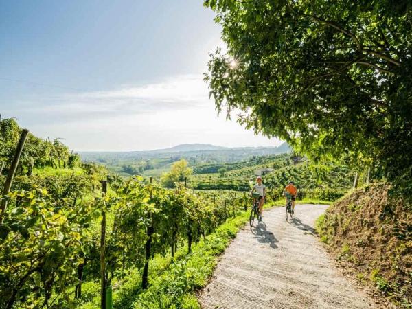 Cyclists in the vineyards