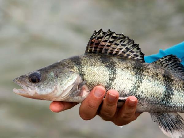 Fishing at lake Balaton