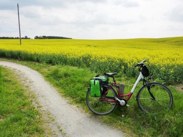 Fahrrad-Rapsfeld