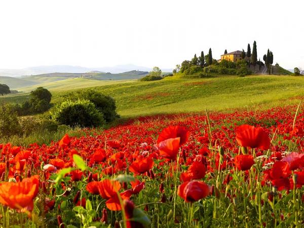 Field of poppies