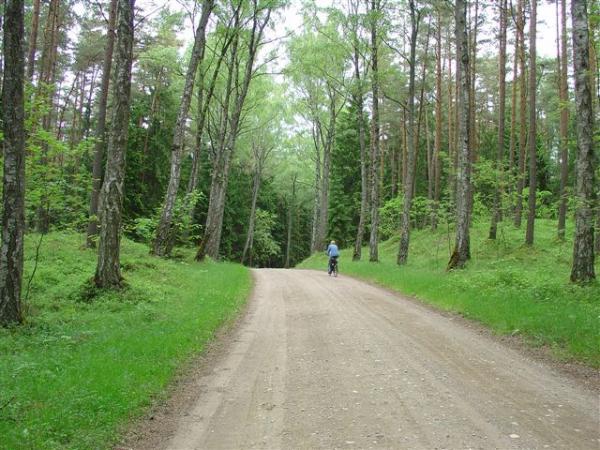 Bicycle path through local forest