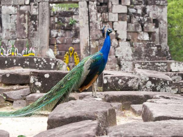 Peacock at Kos