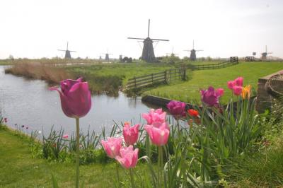 tulips and windmills