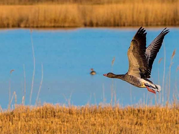 Nationalpark Neusiedlersee Seewinkel - Goose