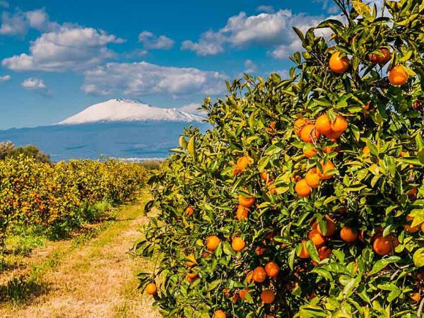 Orange tree in front of snowy Etna