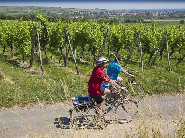 in the vineyards