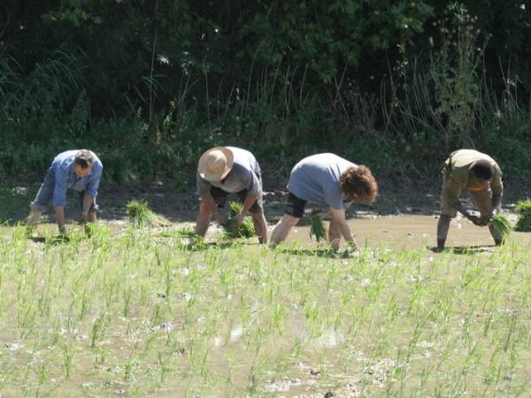 Rice fields of Pals