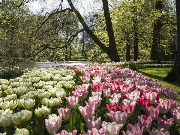 Keukenhof