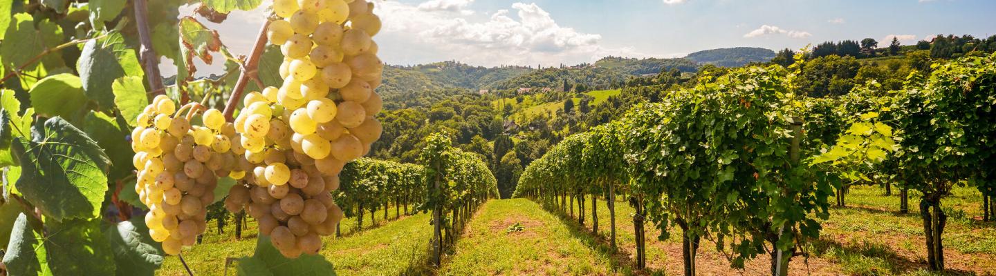 Douro Wine Region Portugal