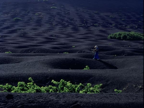 Lava fields