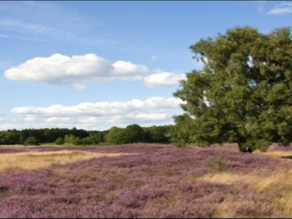 Lneburg Heath scenery