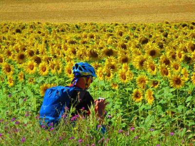 sunflowers