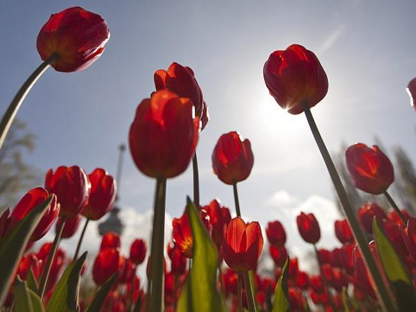 tulips