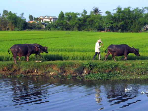 Farmers in the Rice Field