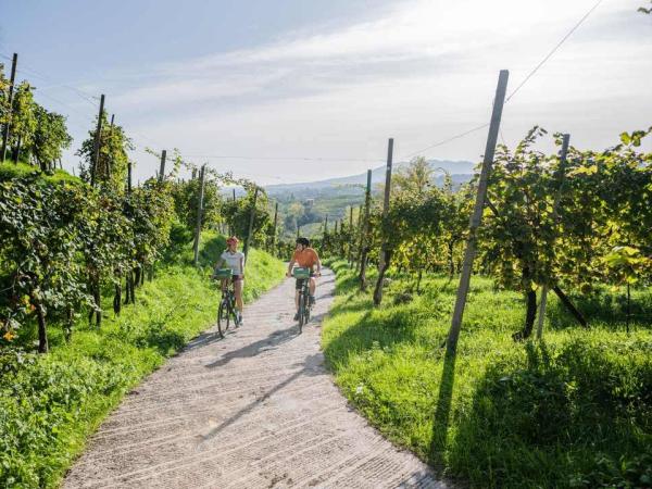 Cyclists in the vineyards