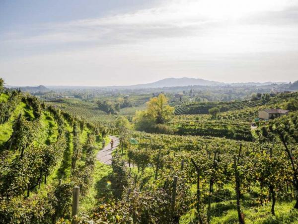 Cyclists in the vineyards