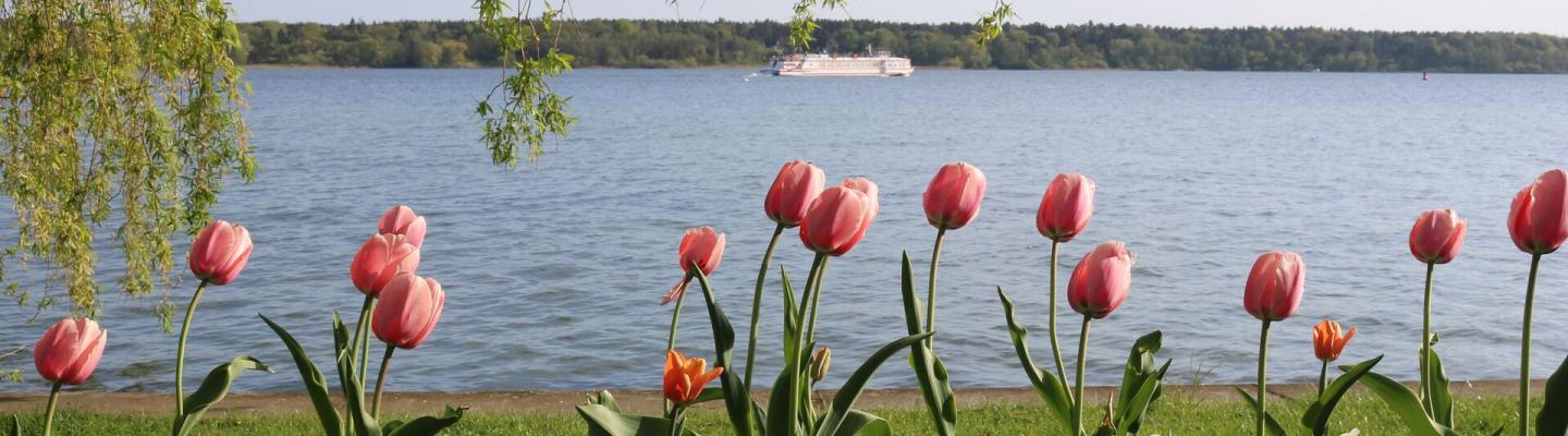 Mritz Ufer mit Tulpen