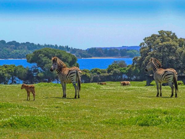 Zebras at the Safaripark - Brijuni-Islands