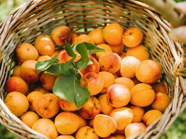 Apricots