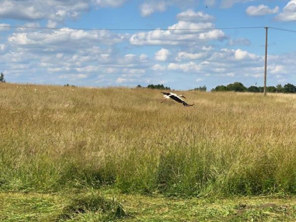 stork upon the field