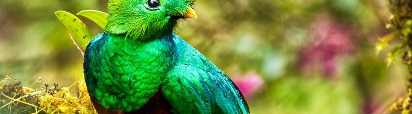 Quetzal