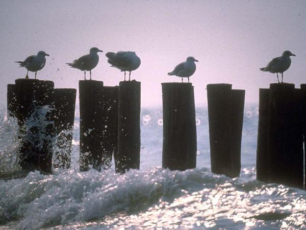 seagulls relaxing