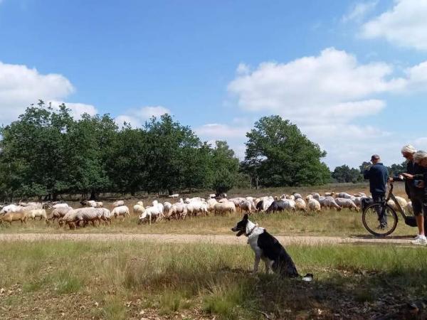 Hanseroute - sheep with cyclists