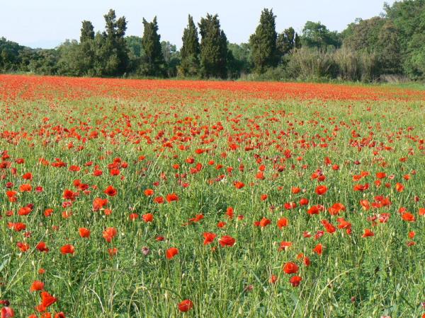 Poppy fields at Peratallada