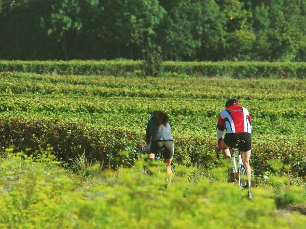 cyclists in the vineyards