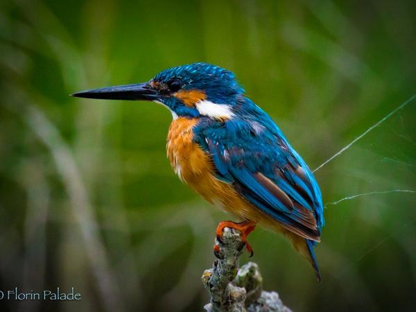 Kingsfisher in the Danube Delta