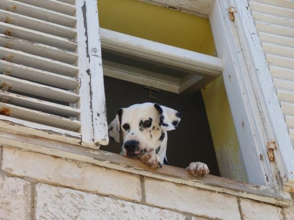 Dalmatian dog